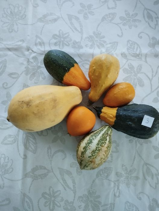 Dynie ozdobne DARY jesieni zestaw 7 sztuk