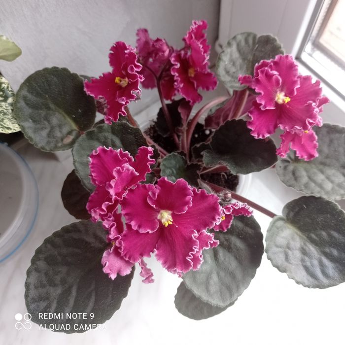 Фіалочки листочки