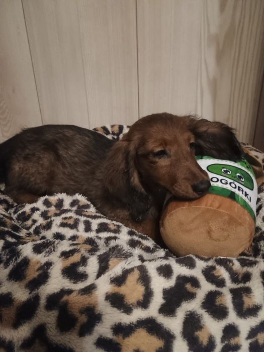 Jamnik długowłosy miniaturowy -piesek