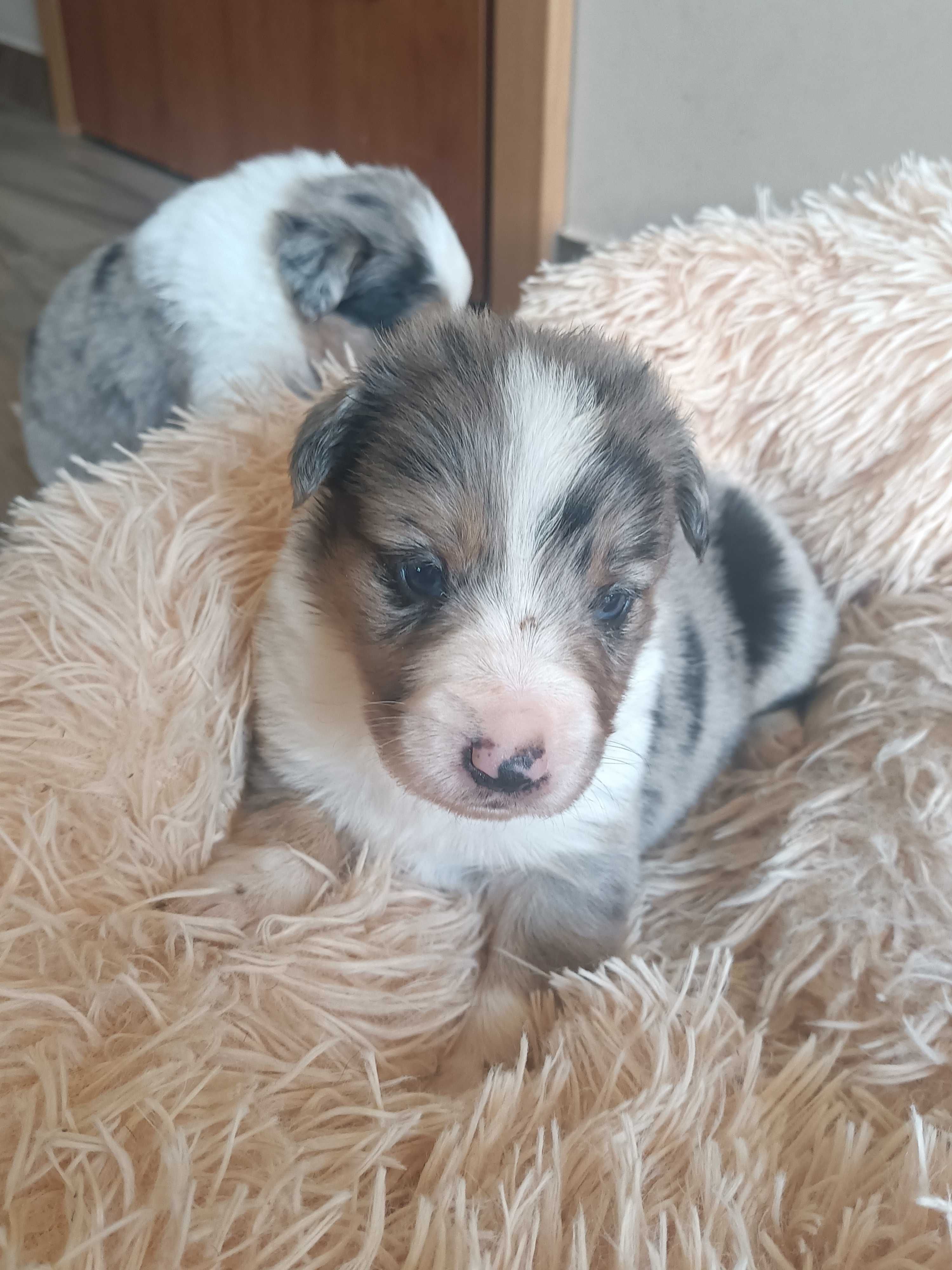 Border Collie pies I BLU Merle TRI Color