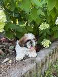 Pieski rasy shih-tzu