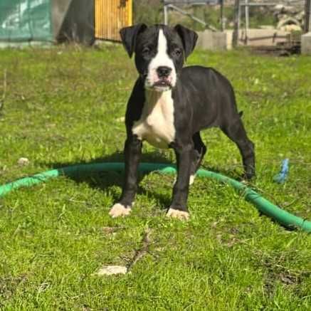 Cachorra com 3 meses