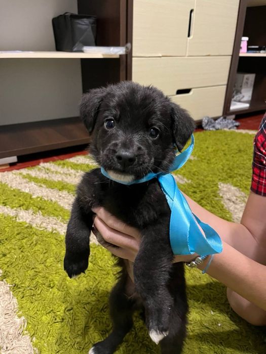 Віддам собачок в добрі руки