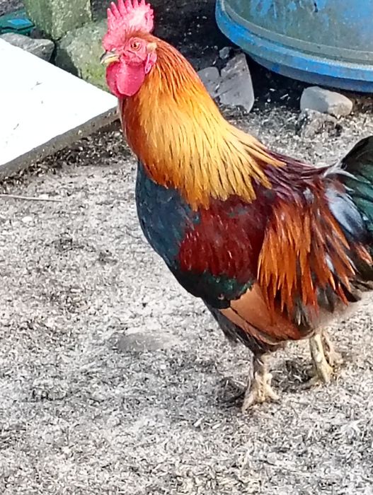 Para kur zielononóżek