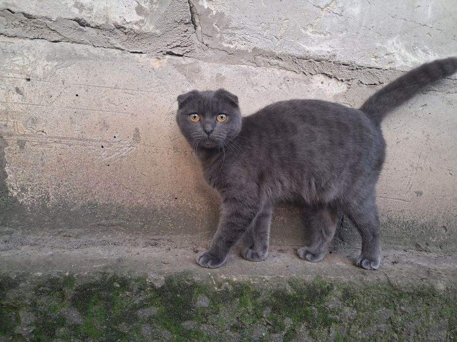 Відам в добрі руки