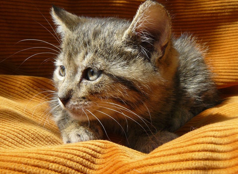 Кошенята шукають родину