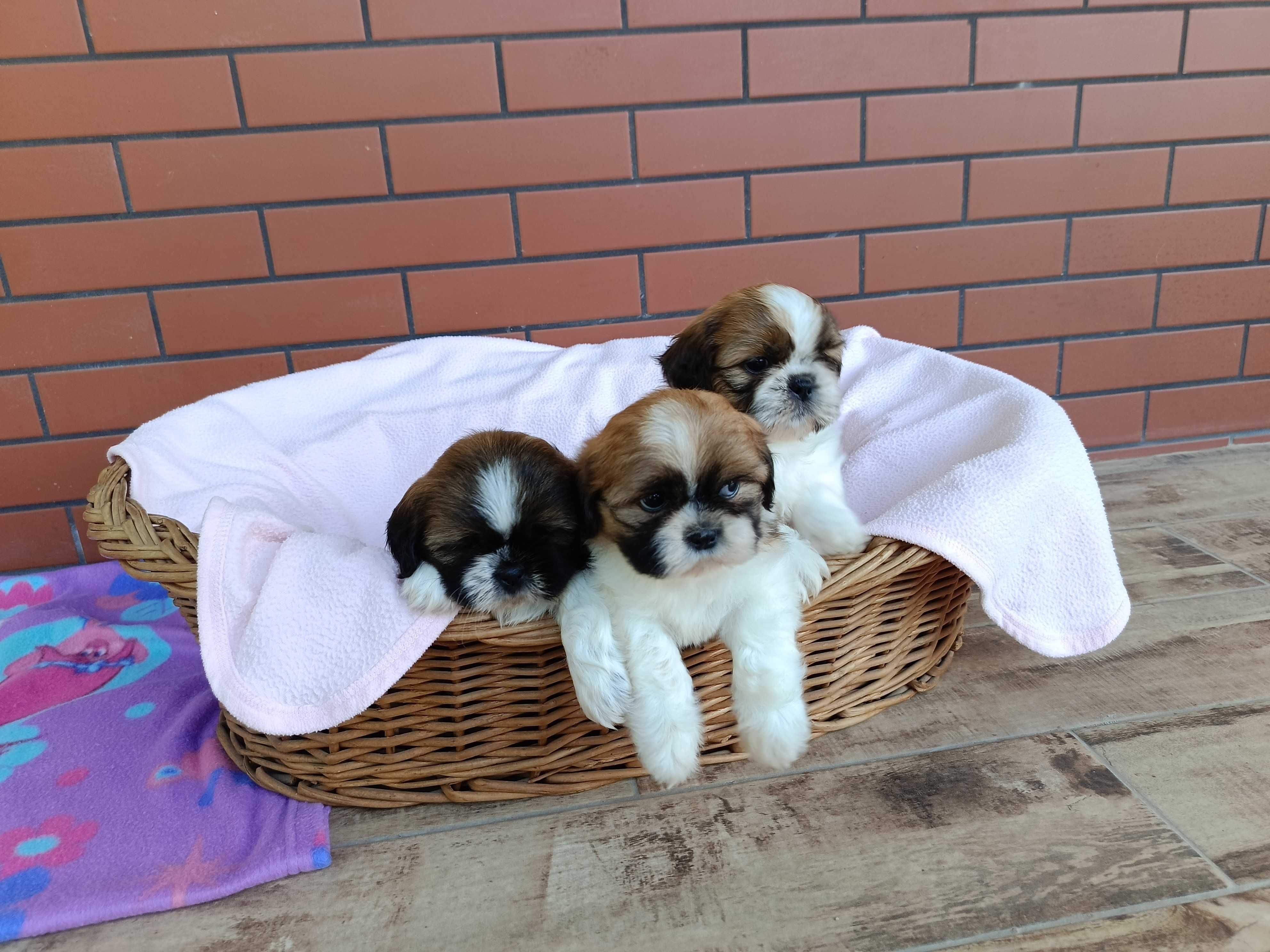 Shih Tzu piesek okolice Krakowa i Bochni