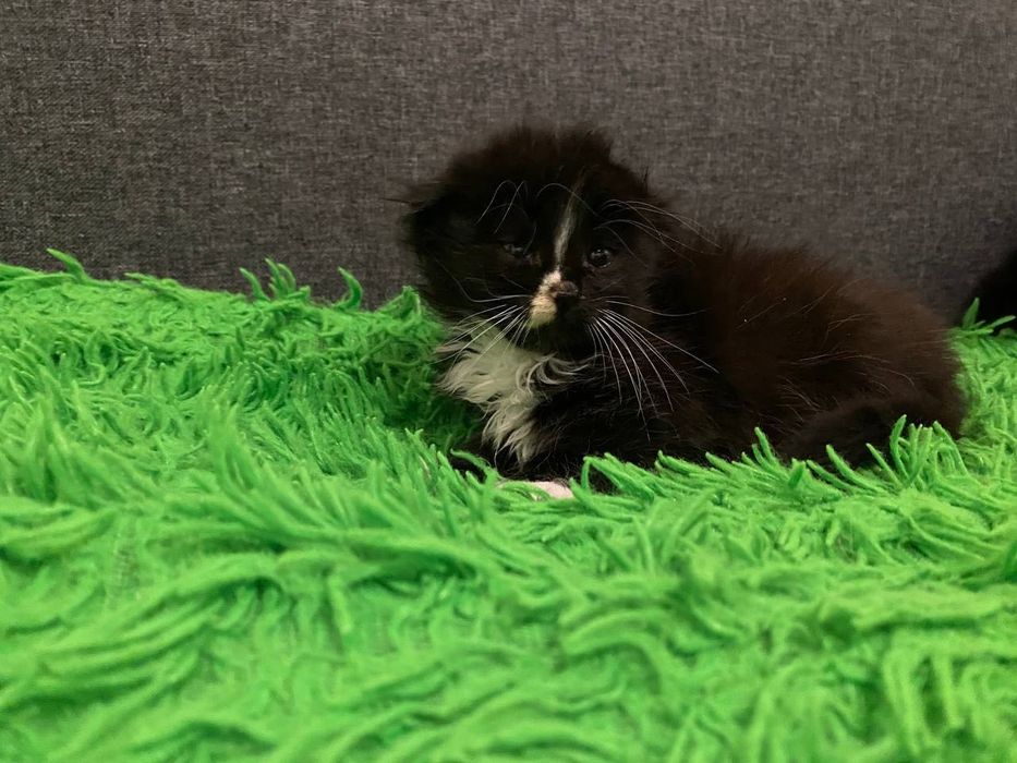 Котеня Коростень