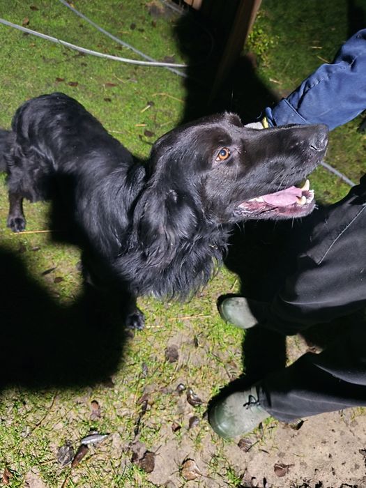 Nowego domu szuka kochany piesek