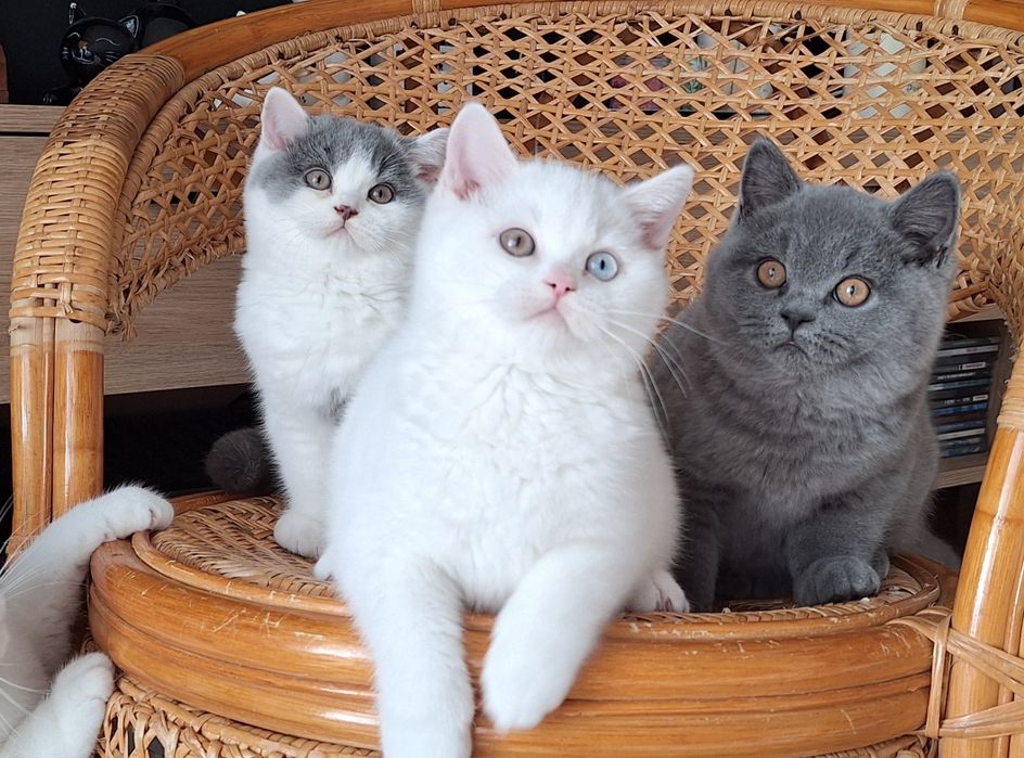 Kocurek Brytyjski Biały Odd Eye Rodowód  WCF