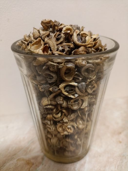 Насіння календули