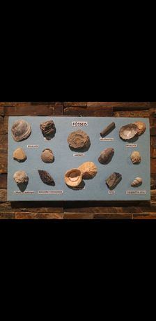 Quadro com fósseis