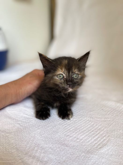 Котята отдам котенок девочка