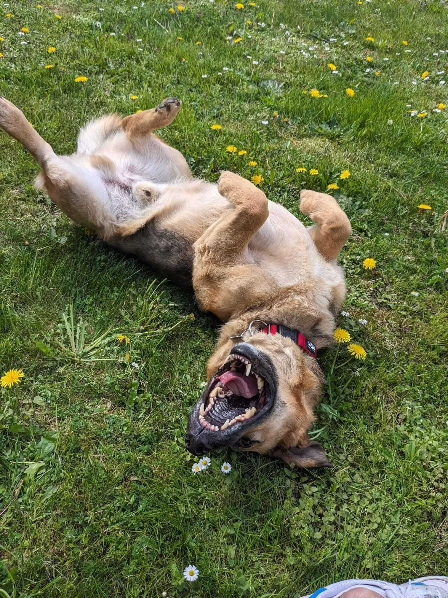 Super pies do adopcji - Walczyk!