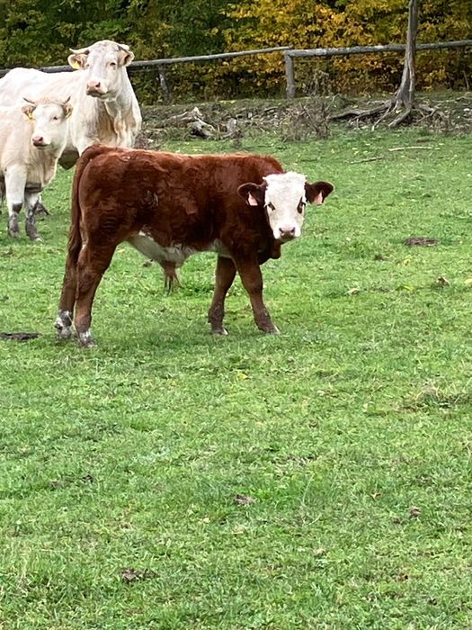 Byki jałówki z wolnego wybiegu perfekcyjne odsadki