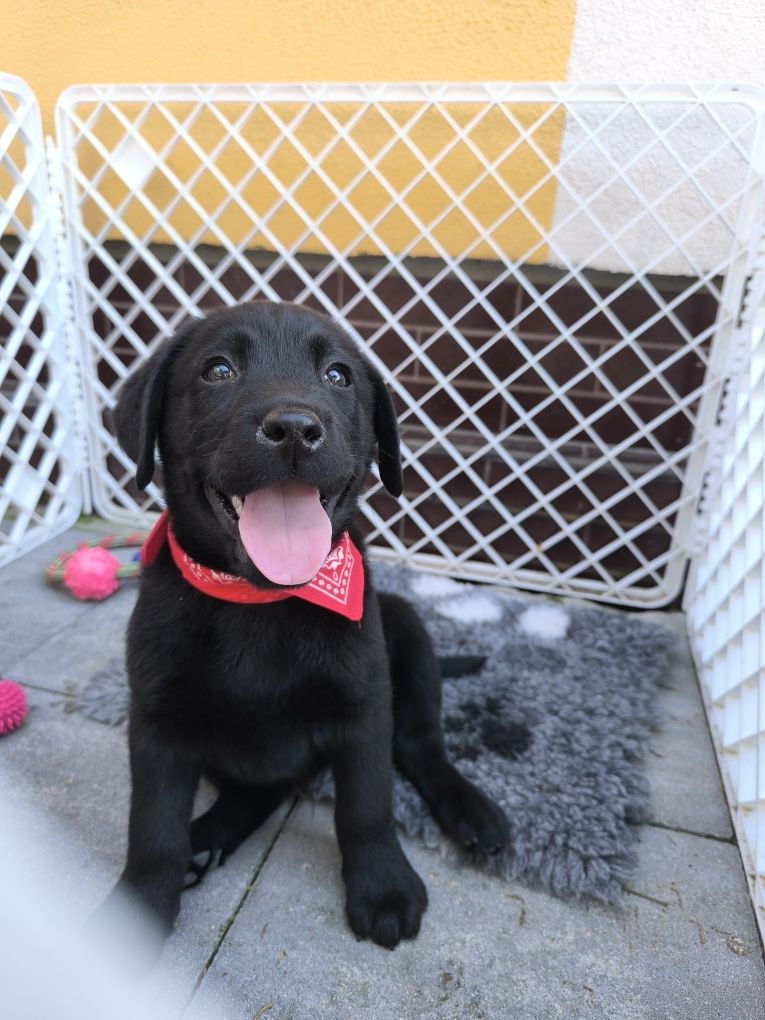 Labrador Retriever czarny Sid gotowy do odbioru
