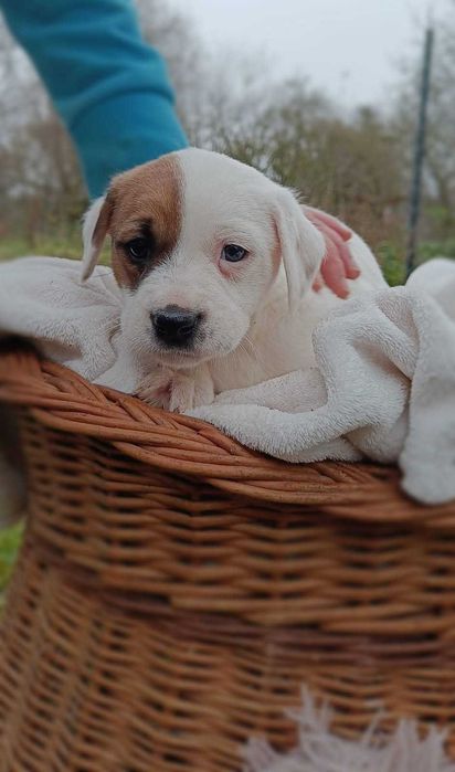 Oddam pieski w dobre rece. Odrobaczone