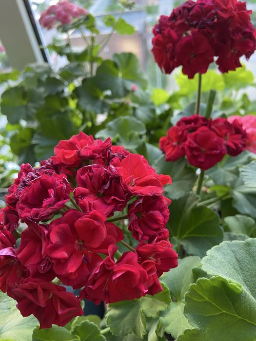 Пеларгонія  зональна, духмяна