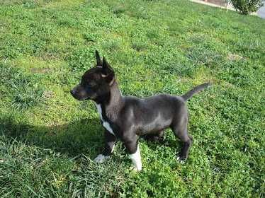 Podengo pequeno português cachorro