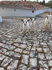 Cabrito anão 3 meses