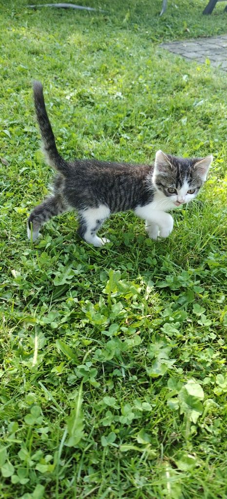 Kotek, kotek mały. Oddam w dobre ręce.
