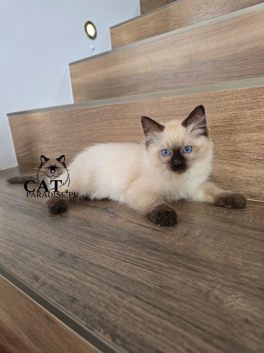 Rodowodowa kotka Ragdoll colourpoint seal wystawowo-hodowlana