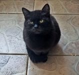Adopcja kota z schroniska w Miedarach