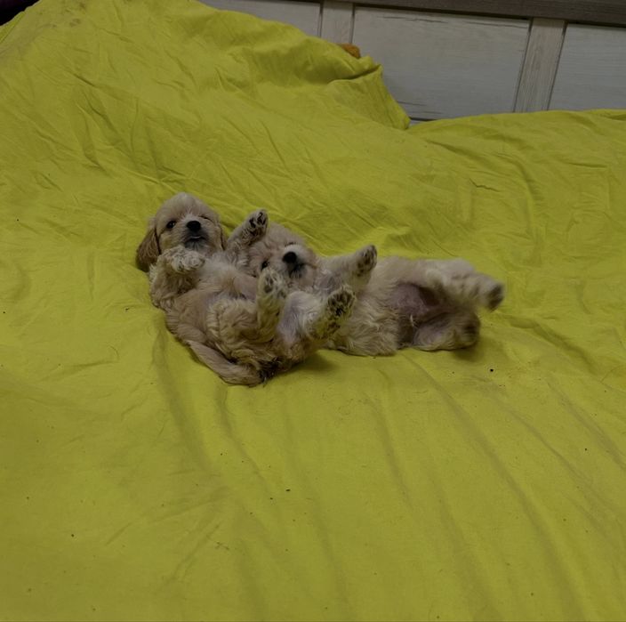 Мальтіпу Ф1 міні карамель хлопці