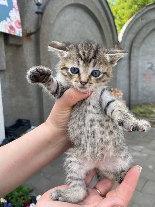 Кошенята шукають дім