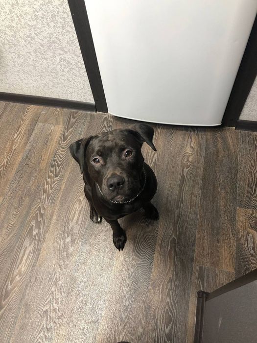 Американський пітбуль