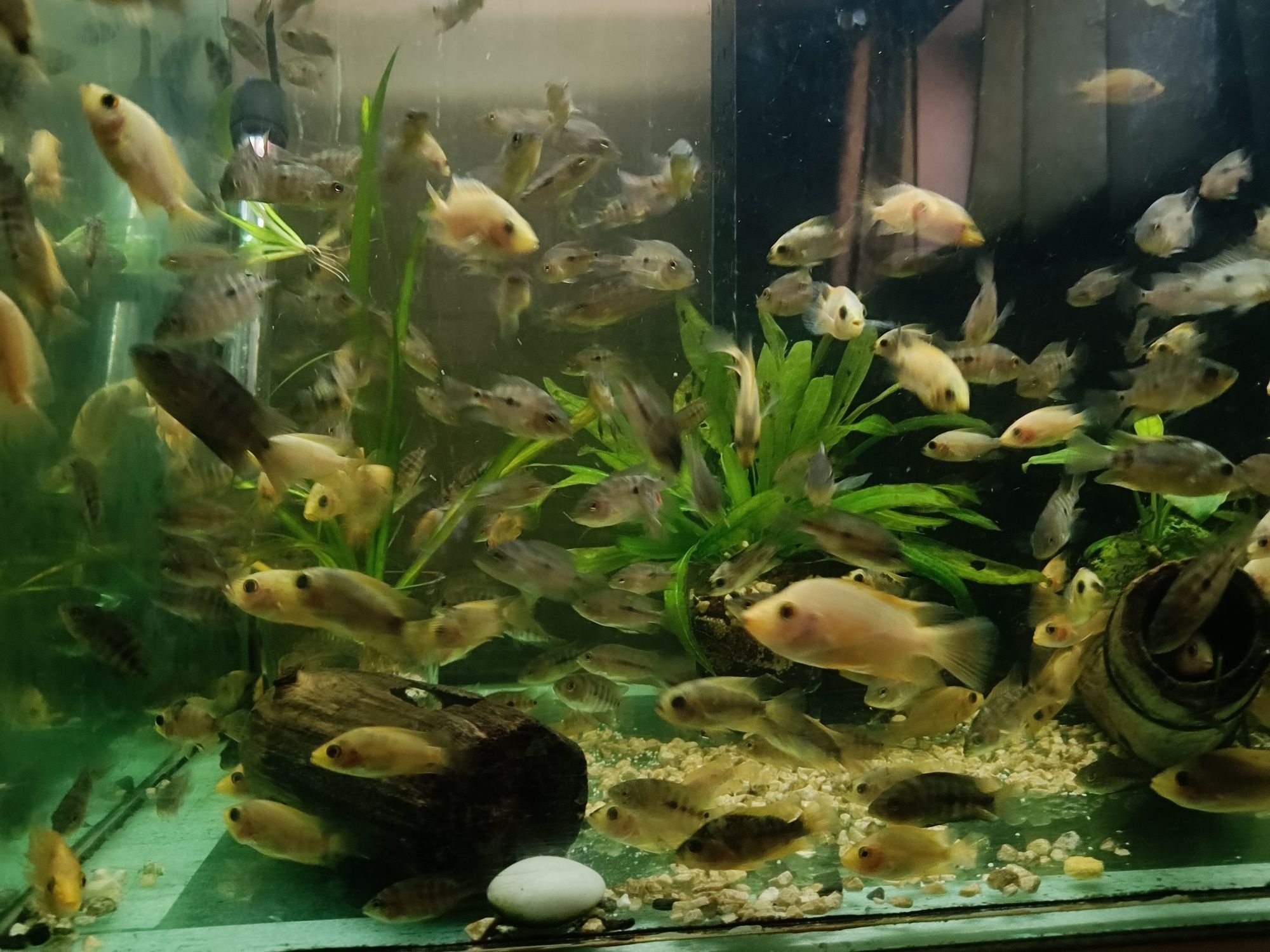 Pielęgnice cytrynowe z własnej hodowli