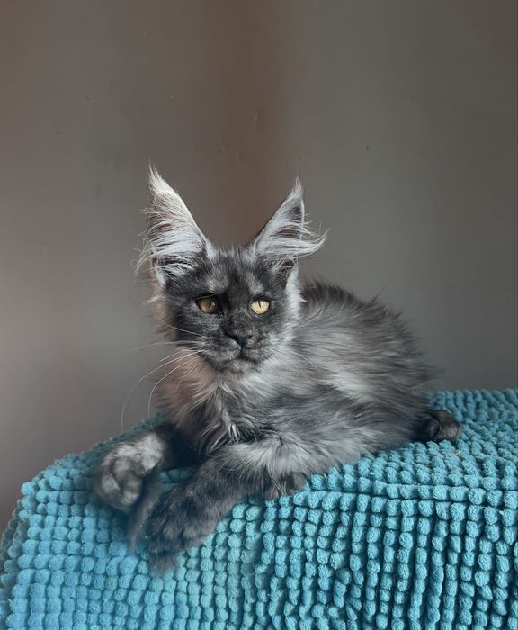 Котенок Мейн кун