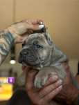 Szczeniak Cane Corso Italiano FCI