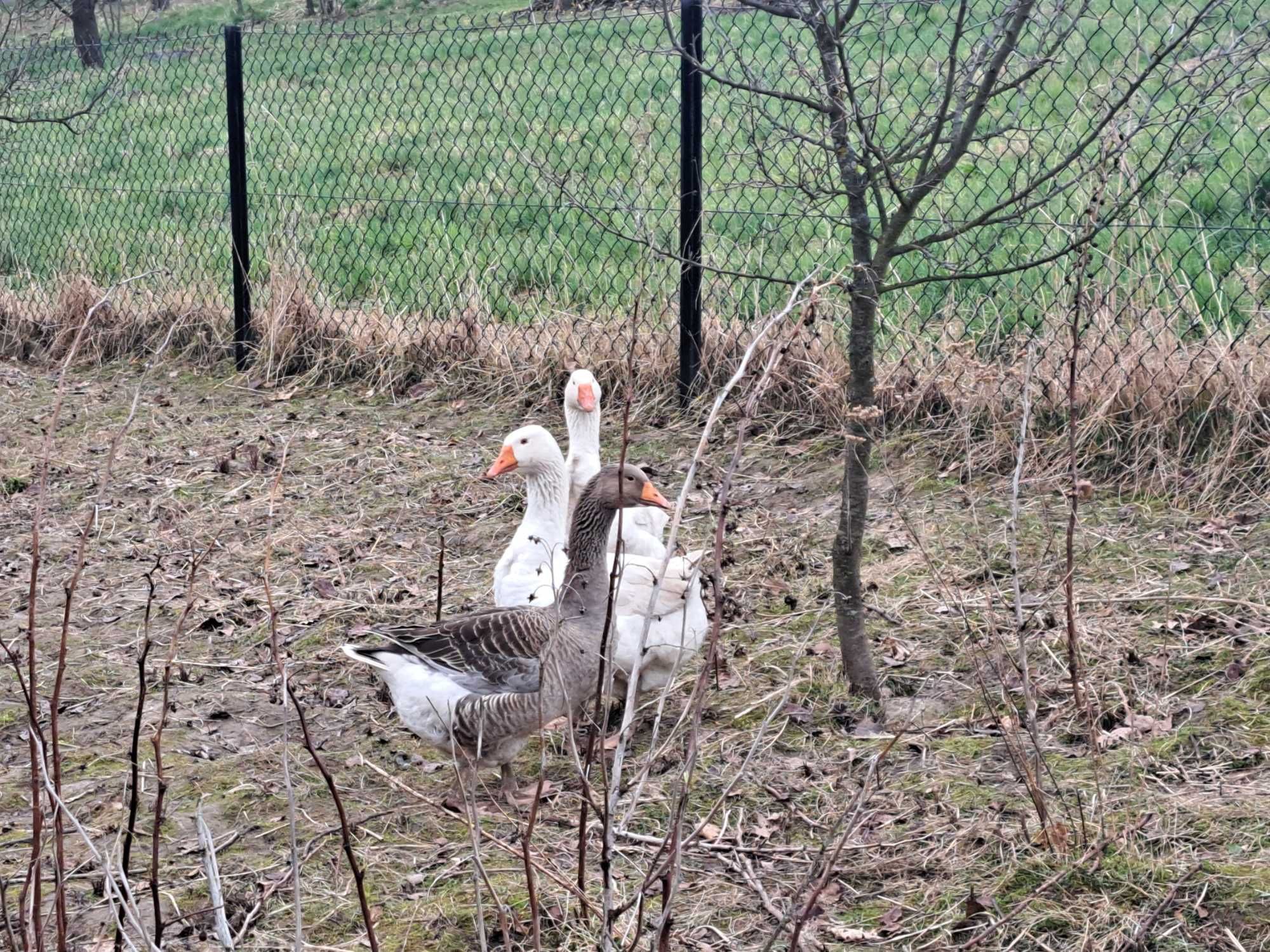 Sprzedsm gęsiora kołudzkiego ŻYWEGO