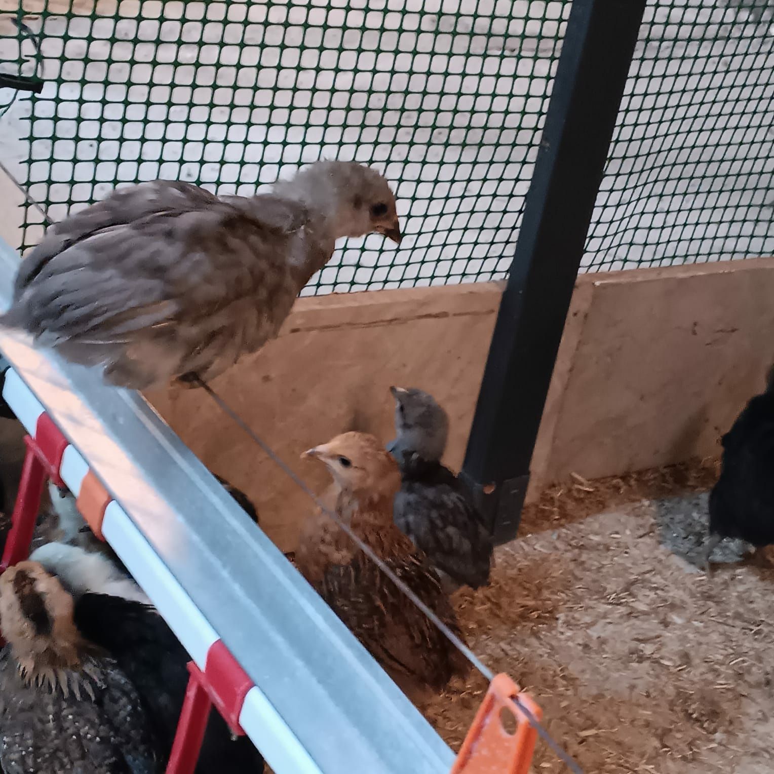 Kura kury aracuany naturalne ekologiczne pisklaki araucany kury arauca