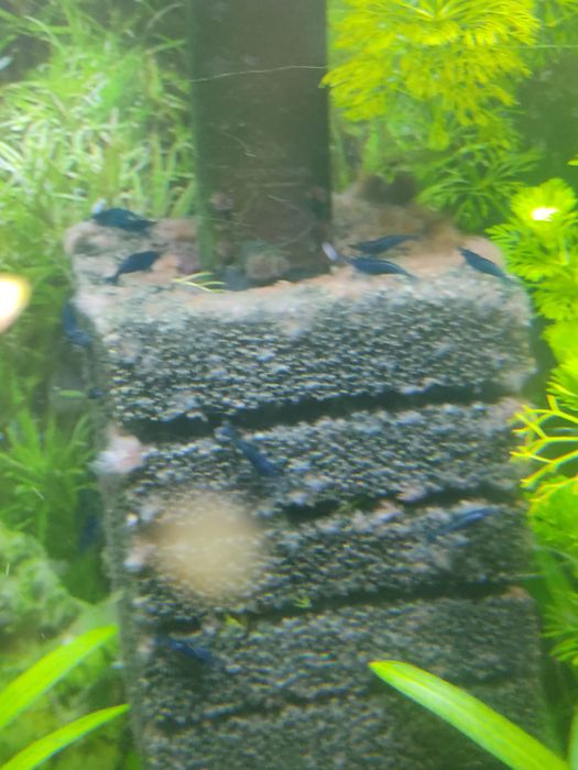 Креветки блюдрім