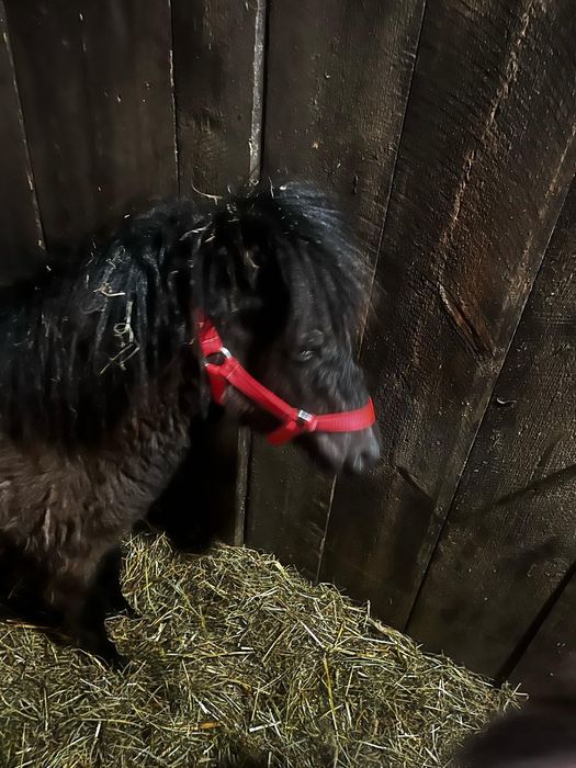 Kucyk ogierek zeszłoroczny tanio