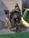 3letni piesek York mix