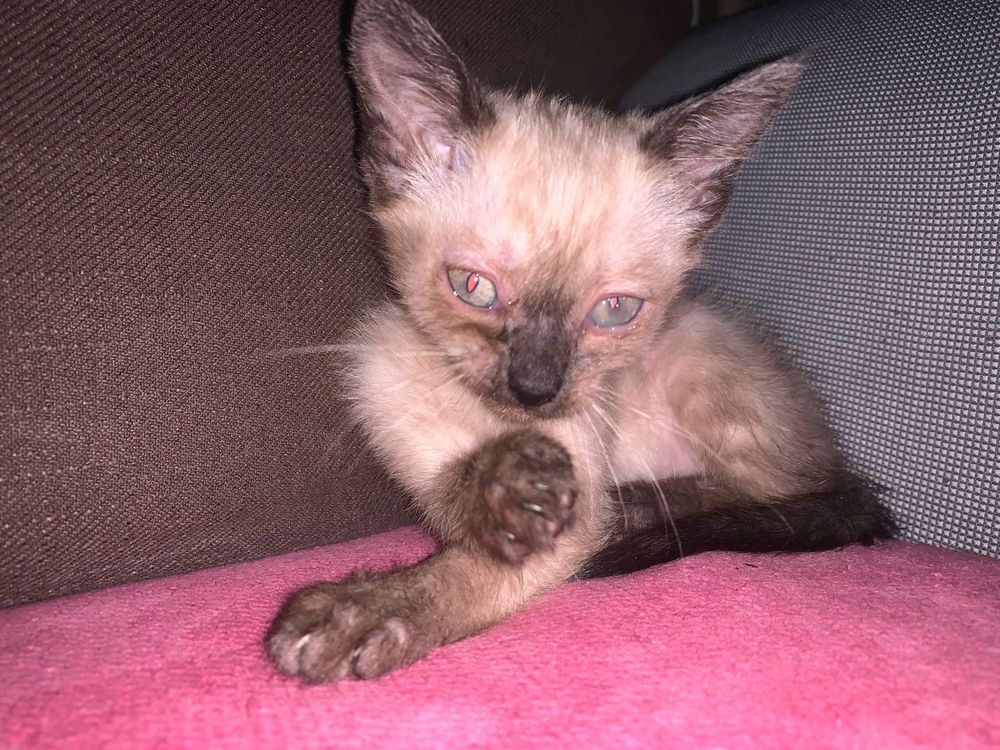 Gatinha para dar