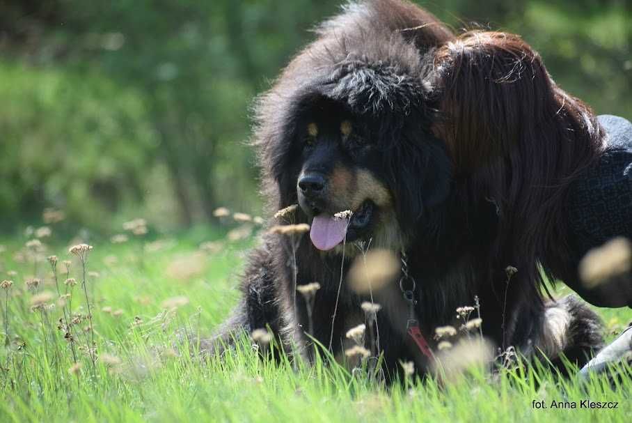 Shila 3 letnia sunia , mastiff tybetański do adopcji FUNDACJA