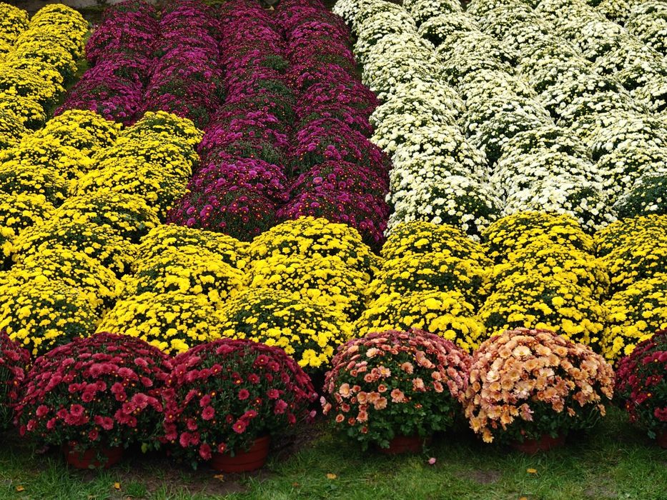 Chryzantemy - piękne