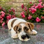 Jack Russell Terrier FCI ZKWP piesek samiec