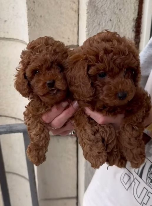 Хлопці той пудель