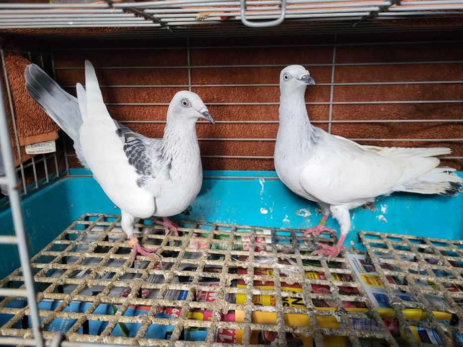 Gołębie jasne (wylot)