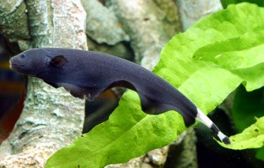 GB duch amazoński (Apteronotus albifrons)