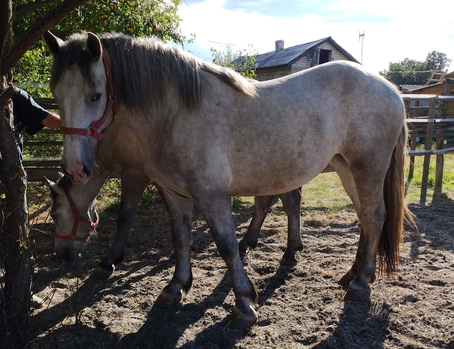 Sprzedam klacz zimnokrwistą