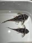 Para Hypancistrus Zebra L46