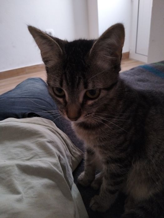 Gata com 4 meses para adoção