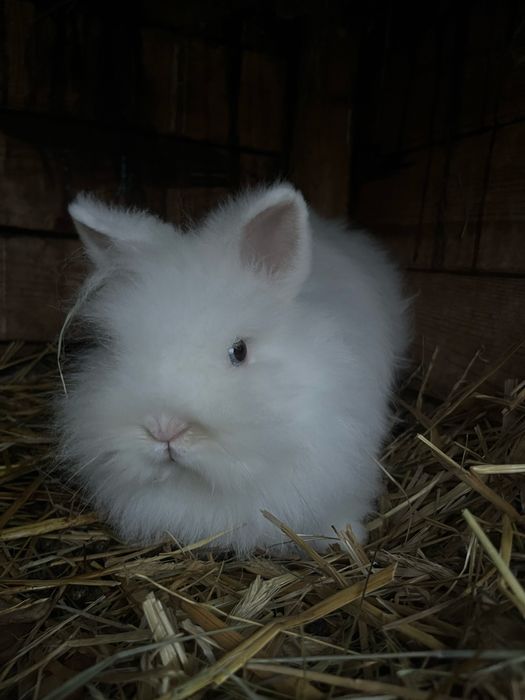 Sprzedam kroliczki miniaturki