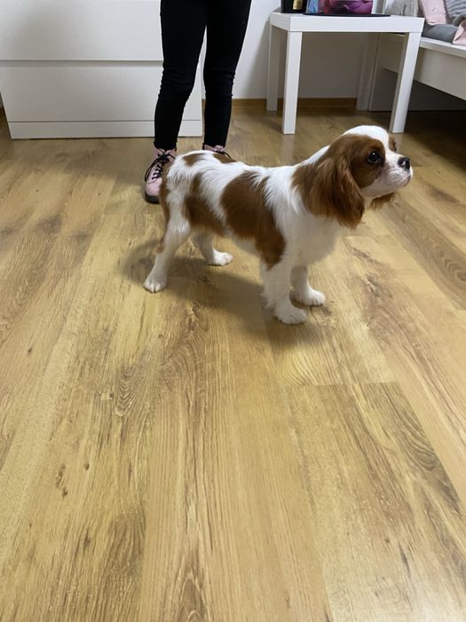 Cavalier King Charles Spaniel